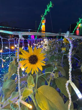 せんだい農業園芸センター　みどりの杜に投稿された画像（2022/8/11）