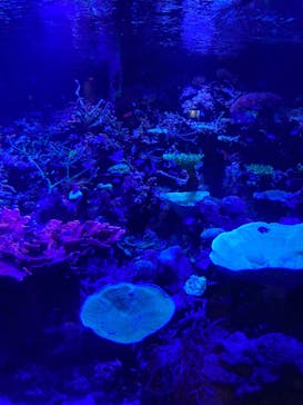 名古屋港水族館に投稿された画像（2022/8/11）