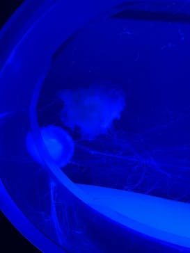 アクアワールド茨城県大洗水族館に投稿された画像（2022/8/11）