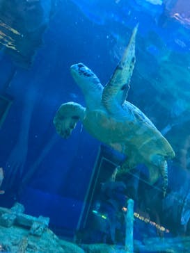 しながわ水族館に投稿された画像（2022/8/11）