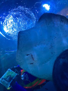 しながわ水族館に投稿された画像（2022/8/11）