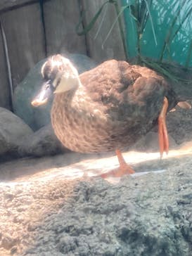 しながわ水族館に投稿された画像（2022/8/11）