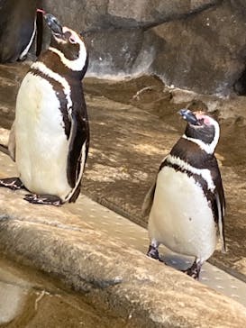 しながわ水族館に投稿された画像（2022/8/11）