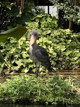 神戸どうぶつ王国に投稿された画像（2022/8/11）