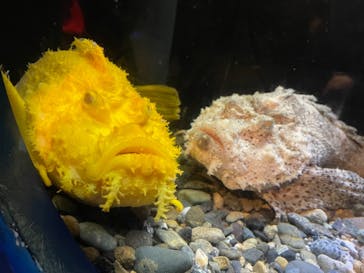 新江ノ島水族館に投稿された画像（2022/8/11）