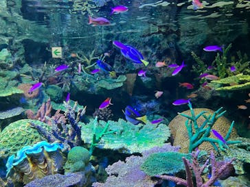 サンシャイン水族館に投稿された画像（2022/8/11）