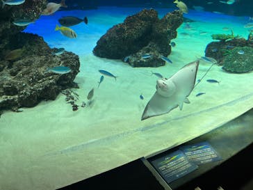 サンシャイン水族館に投稿された画像（2022/8/11）