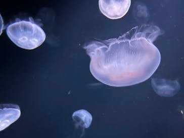 サンシャイン水族館に投稿された画像（2022/8/11）