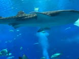 沖縄美ら海水族館に投稿された画像（2022/8/11）
