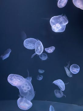 サンシャイン水族館に投稿された画像（2022/8/11）