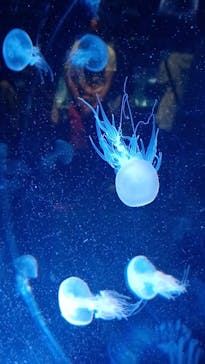 名古屋港水族館に投稿された画像（2022/8/11）