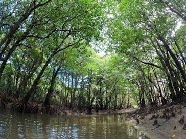 西表島 ADVENTURE PiPi（アドベンチャーピピ）に投稿された画像（2022/8/11）