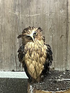 富士花鳥園に投稿された画像（2022/8/11）