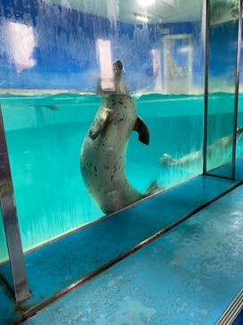 下田海中水族館に投稿された画像（2022/8/11）