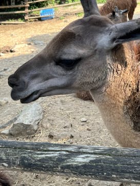 群馬サファリパークに投稿された画像（2022/8/11）