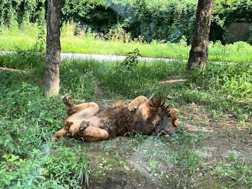 群馬サファリパークに投稿された画像（2022/8/11）