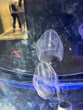 名古屋港水族館に投稿された画像（2022/8/11）