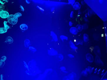 名古屋港水族館に投稿された画像（2022/8/11）