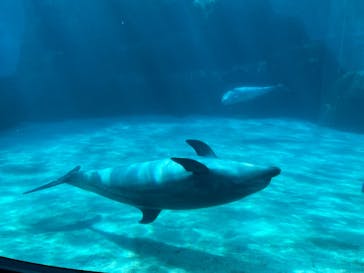 名古屋港水族館に投稿された画像（2022/8/11）
