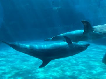 名古屋港水族館に投稿された画像（2022/8/11）