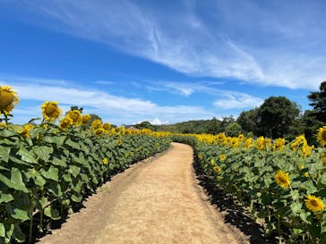 淡路ファームパーク イングランドの丘に投稿された画像（2022/8/11）