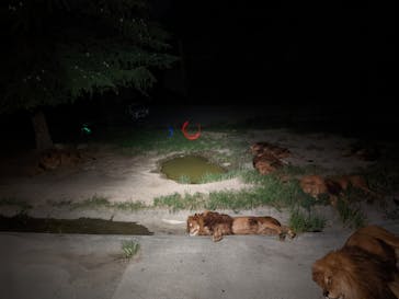 群馬サファリパークに投稿された画像（2022/8/11）