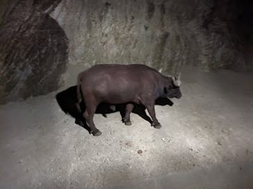 群馬サファリパークに投稿された画像（2022/8/11）