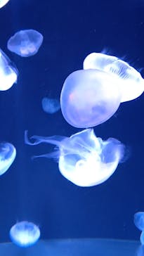 サンシャイン水族館に投稿された画像（2022/8/11）