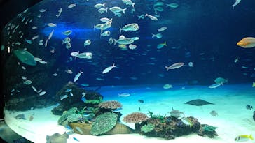 サンシャイン水族館に投稿された画像（2022/8/11）