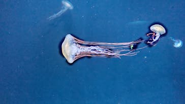 サンシャイン水族館に投稿された画像（2022/8/11）