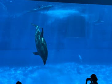 名古屋港水族館に投稿された画像（2022/8/12）
