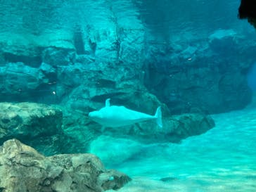 名古屋港水族館に投稿された画像（2022/8/12）