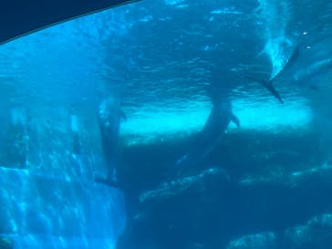 名古屋港水族館に投稿された画像（2022/8/12）