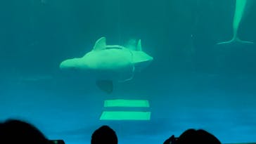 島根県立 しまね海洋館に投稿された画像（2022/8/12）