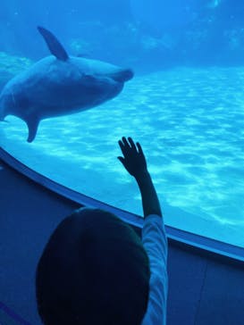 名古屋港水族館に投稿された画像（2022/8/12）