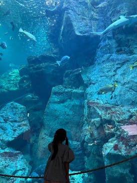 大分マリーンパレス水族館 「うみたまご」に投稿された画像（2022/8/12）