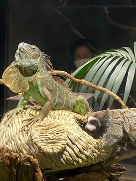 カワスイ 川崎⽔族館に投稿された画像（2022/8/12）