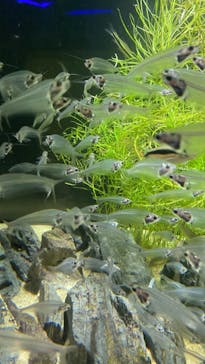 カワスイ 川崎⽔族館に投稿された画像（2022/8/12）