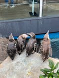 上越市立水族博物館 うみがたりに投稿された画像（2022/8/12）