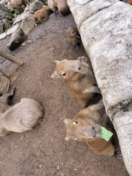伊豆シャボテン動物公園に投稿された画像（2022/8/12）