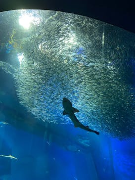 アクアワールド茨城県大洗水族館に投稿された画像（2022/8/12）