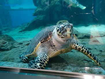 名古屋港水族館に投稿された画像（2022/8/12）