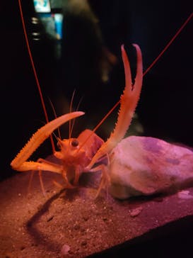 名古屋港水族館に投稿された画像（2022/8/12）