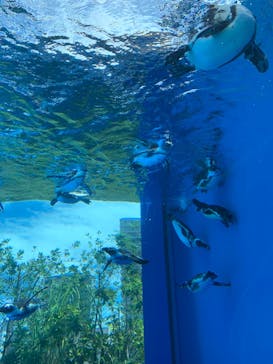 サンシャイン水族館に投稿された画像（2022/8/12）
