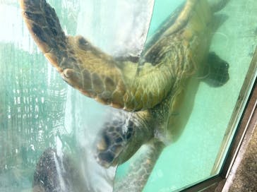 新江ノ島水族館に投稿された画像（2022/8/12）