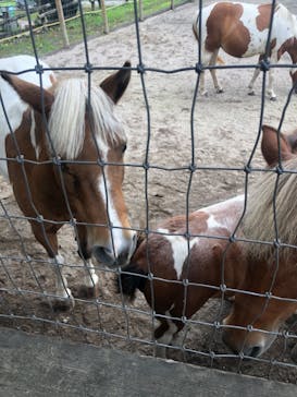 伊香保グリーン牧場に投稿された画像（2022/8/12）