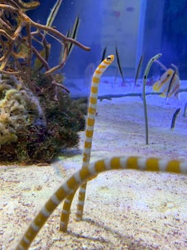 名古屋港水族館に投稿された画像（2022/8/12）