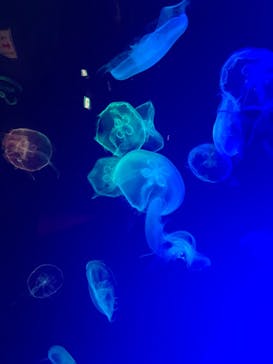 名古屋港水族館に投稿された画像（2022/8/12）