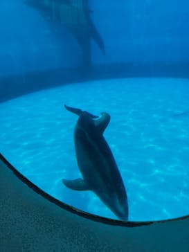 マリンワールド海の中道に投稿された画像（2022/8/12）