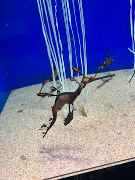 サンシャイン水族館に投稿された画像（2022/8/12）